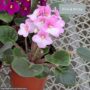 African Violet – 4″ Pot